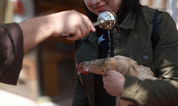 (GALERIA) ¡Gallinas, loros, conejos y perros recibieron bendición!