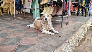 Concepción: “Rubio”, el perro guardián de la estación de buses - Mascotas - ABC Color