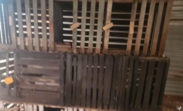 Imputan a docente que realizaba riñas de gallos en su vivienda