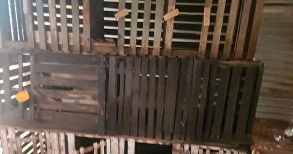 Diario HOY | CDE: imputan a docente que realizaba riñas de gallos en su vivienda