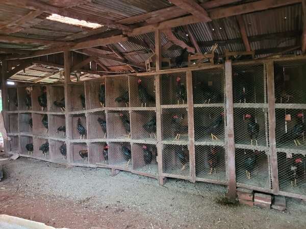 Imputan a docente por supuestamente realizar riña de gallos en su casa - ABC en el Este - ABC Color