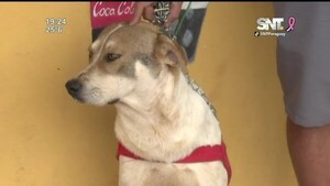 Perro defendió a su dueño de asaltantes - SNT