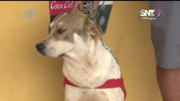 Perro defendió a su dueño de asaltantes - SNT