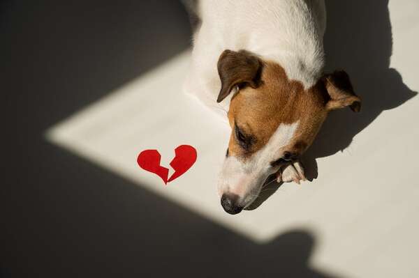 Divorcio y perros: Cómo actuar ante una separación - Mascotas - ABC Color