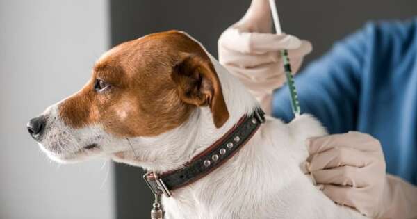 La Nación / Habilitaron la primera clínica veterinaria municipal en Villa Elisa