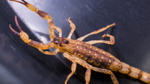 Con altas temperaturas ya aparecen los alacranes: Consejos para evitar picaduras