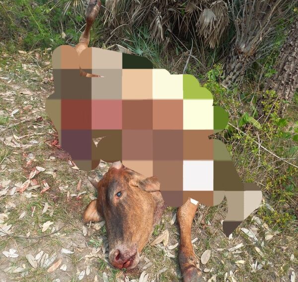 Supuesto caso de abigeato en Curuzú Ñú: faenaron un animal vacuno y se llevaron la carne