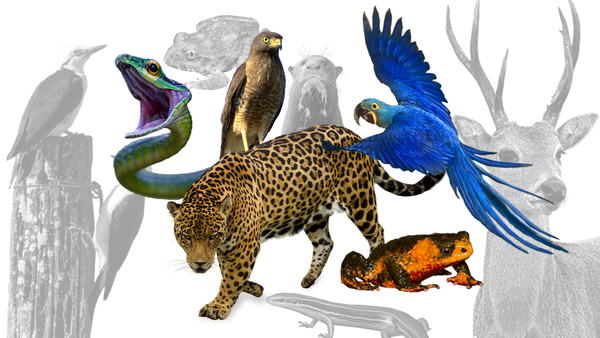 Fauna de Paraguay: Hay más de 100 especies en peligro de extinción