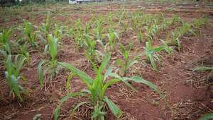 Copiosa lluvia favorece los cultivos y los campos naturales en los distritos de Paraguarí - Nacionales - ABC Color