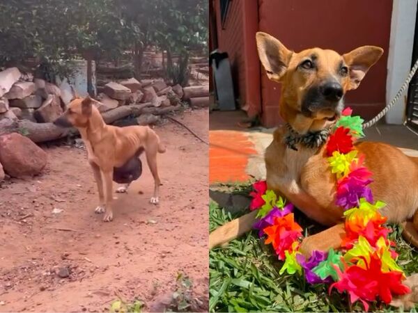 (VIDEO). “Rubí” busca un hogar, esta sana y castrada