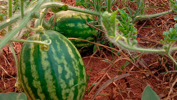 Intenso frío demoró la cosecha de sandía (y producción anual podría disminuir 30%)