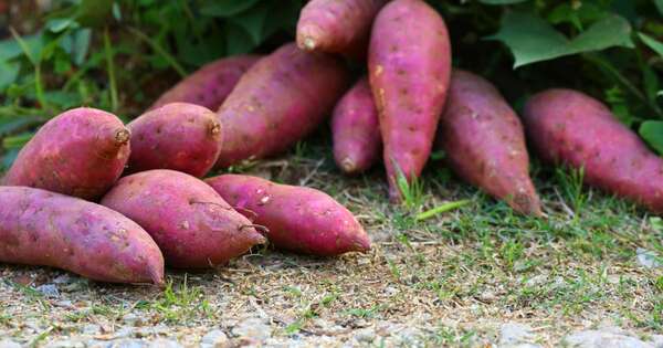 La Nación / Manual técnico brinda alternativas para incrementar producción de batata