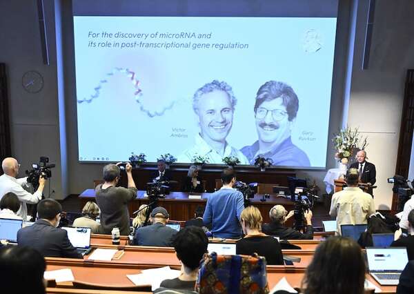 Nobel de medicina: cómo un gusano sirvió para el hallazgo que podría salvar vidas  - Mundo - ABC Color
