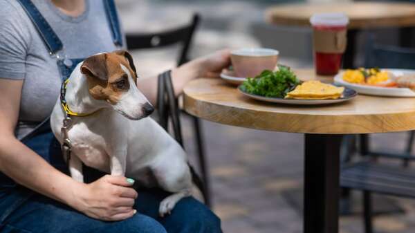¿Mi perro está listo para ir a un local gastronómico “pet friendly”? - Mascotas - ABC Color