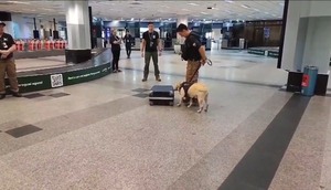 Can antidrogas impide que hombre viaje a Madrid con casi 5 kilos de cocaína - Unicanal