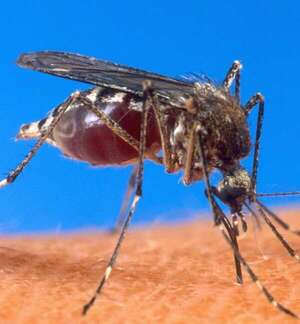 AUDIO: Vacunas contra dengue: falta definir población objetivo y que haya disponibilidad, según PAI  - La Primera Mañana - ABC Color