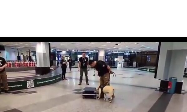 Perro de la Senad frustó viaje de pasajero que llevaba 4 kilos de droga