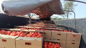 Lamentan contrabando: productores amenazan con venir a Asunción a tirar miles de kilos de tomate - Economía - ABC Color