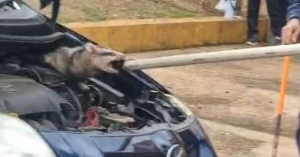 Diario HOY | Furioso mykure se negó a salir de un auto