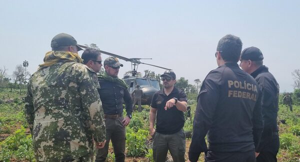 Operación “Nueva Alianza 47” culmina con eliminación de 680 toneladas de marihuana - La Clave