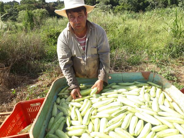Horticultores esperan proveer al programa “Hambre Cero” - La Clave
