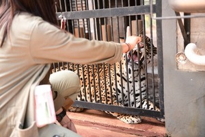 Itaipu reafirma su compromiso con la conservación de la fauna silvestre - La Clave