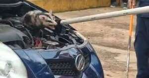 La Nación / Mykurẽ asustado fue rescatado del motor de un automóvil en Cambyretá
