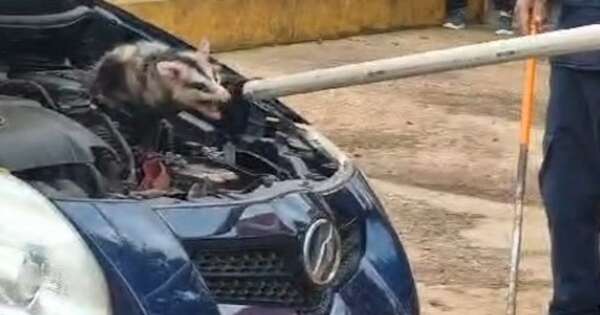 La Nación / Mykurẽ asustado fue rescatado del motor de un automóvil en Cambyretá