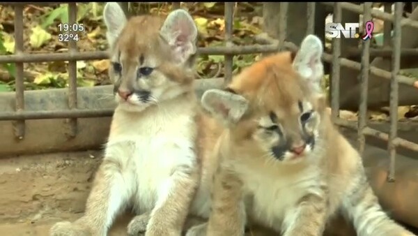 Dos pumas bebés en el Zoológico de Asunción - SNT