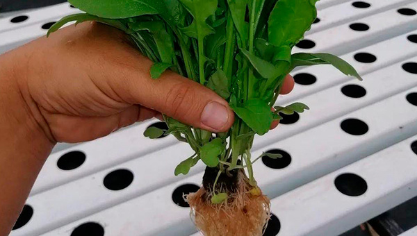 Se sostiene en el agua: Itá Green produce hortalizas hidropónicas, una opción rentable y sustentable