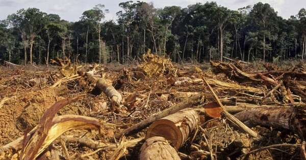 Diario HOY | ¿Qué países encabezan la deforestación en el mundo?