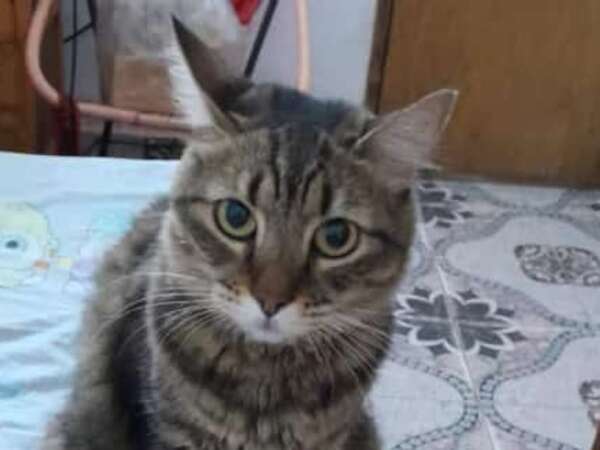 Coashon - Encontrá a tu mascota - ABC Color