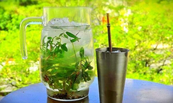 Paraguayos cambian al tereré por el agua en hoppie