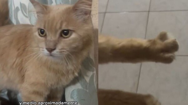 Una joven busca a la segunda familia de su gato "Rubio" que es muy bandido