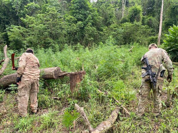 Senad anula cultivos de marihuana instalados en reservas naturales de Alto Paraná - .::Agencia IP::.
