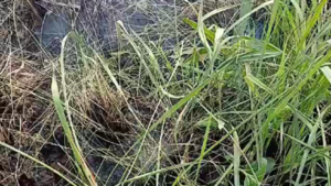 “INCENDIO SUBTERRÁNEO” EN SAN PEDRO PREOCUPA A POBLADORES