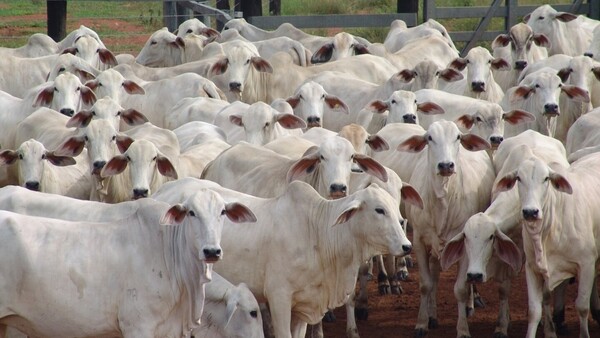 El comercio de colágeno es otra fuente de deforestación en Paraguay, denuncia organización