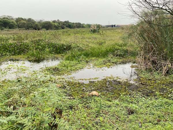 Limpio: La laguna Cerro experimenta crítica situación - Nacionales - ABC Color