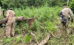 Anulan cultivos de marihuana en reservas naturales de Alto Paraná