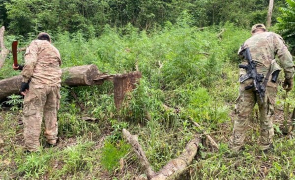 Anulan cultivos de marihuana en reservas naturales de Alto Paraná