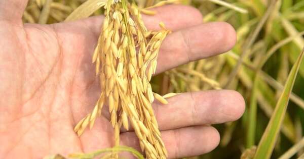 La Nación / Arroz nacional: expectativa de siembra será la más afectada debido a la bajante