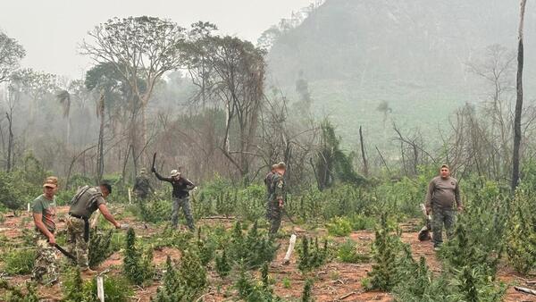 Operación CUT V retira 63 toneladas de marihuana del mercado ilegal en Concepción