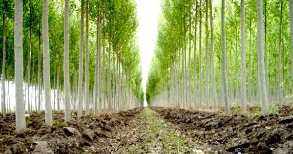 La Nación / Paraguay, en la cima de la lucha contra la deforestación