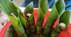 La Nación / Los secretos de los hongos: un viaje ancestral en San José del Pacífico