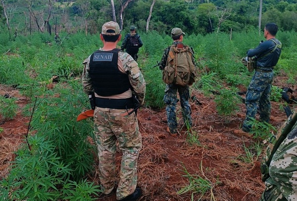 Realizan incursiones en Bella Vista Norte y anulan 27 toneladas de marihuana