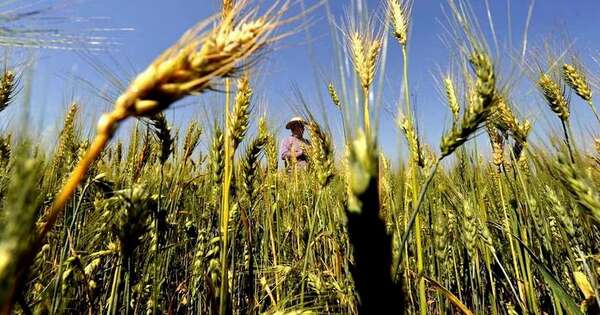 Paraguay planea industrializar 100 % de su trigo