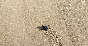 La Nación / Conservación de tortugas en playa Bacocho de México