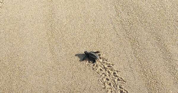 La Nación / Conservación de tortugas en playa Bacocho de México