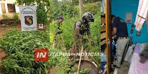 ALLANAMIENTOS EN GENERAL ARTIGAS CULMINA CON INCAUTACIÓN DE MARIHUANA - Itapúa Noticias