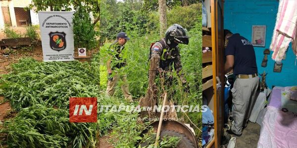 ALLANAMIENTOS EN GENERAL ARTIGAS CULMINA CON INCAUTACIÓN DE MARIHUANA - Itapúa Noticias